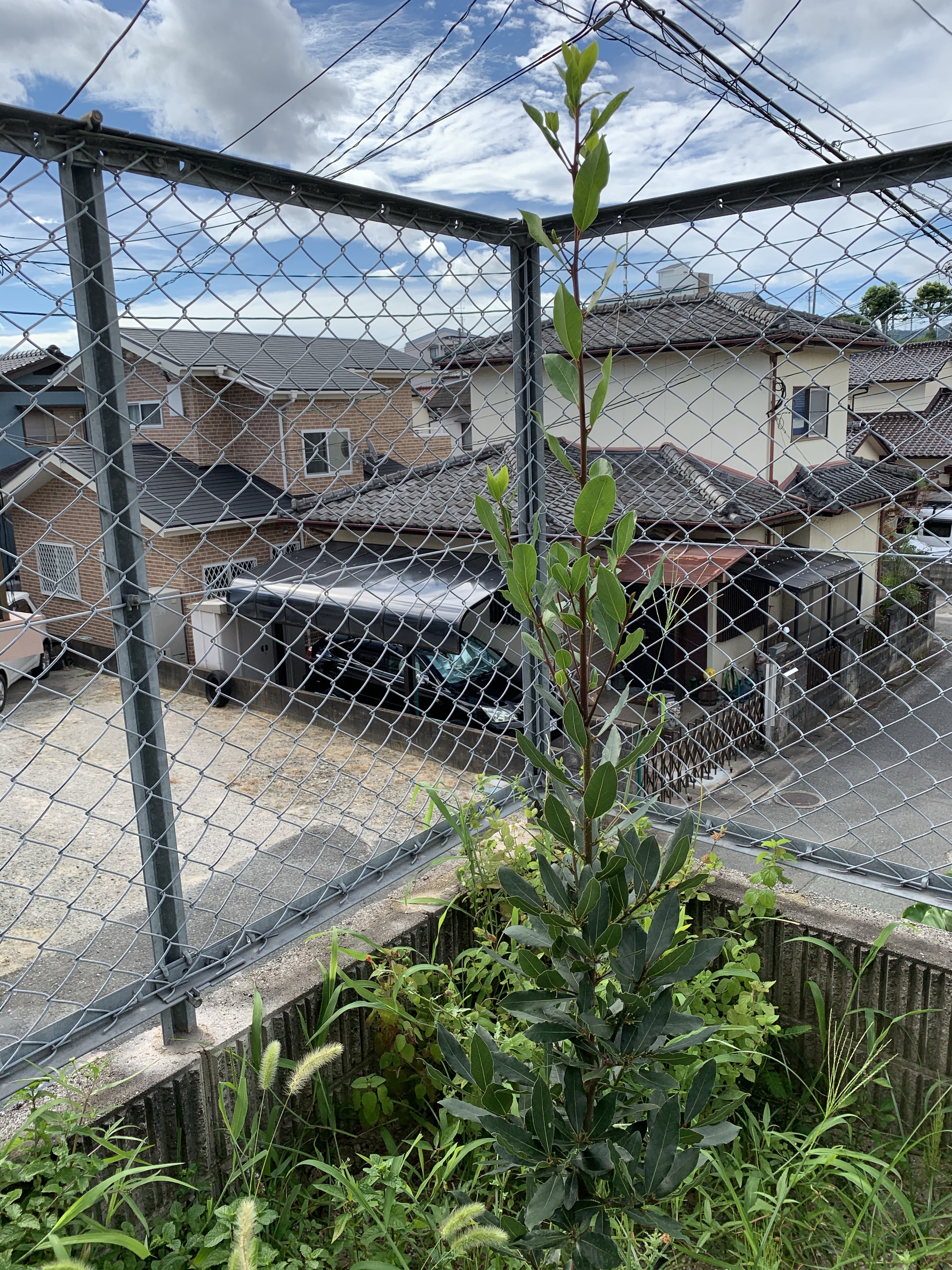 庭の月桂樹の成長 バリにばり行きたいブログ