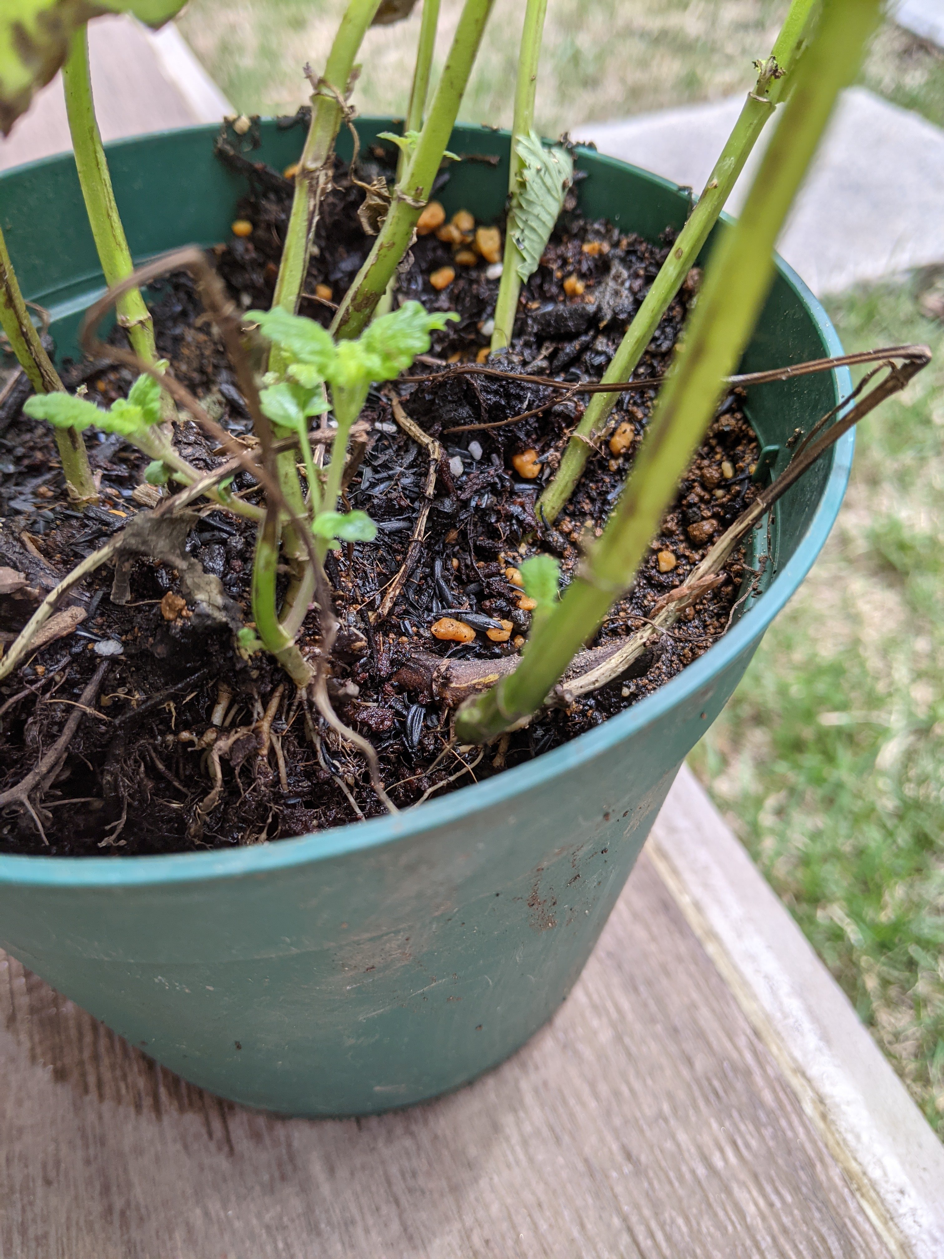 鉢植えの蟻の巣を水で撲滅 蟻の巣ザブリのコツ バリにばり行きたいブログ