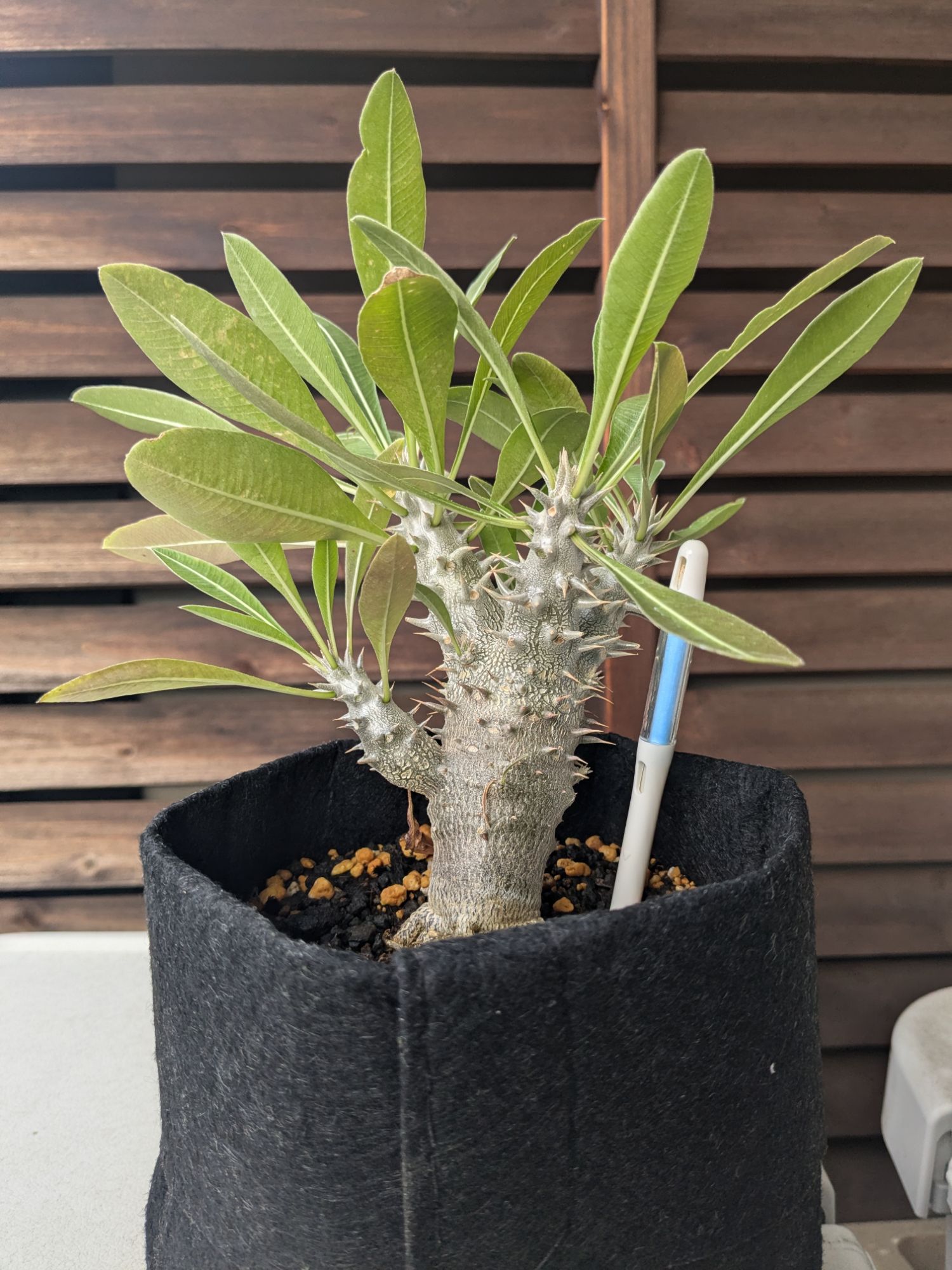 pxl_20241015_2340389481614614158195553286