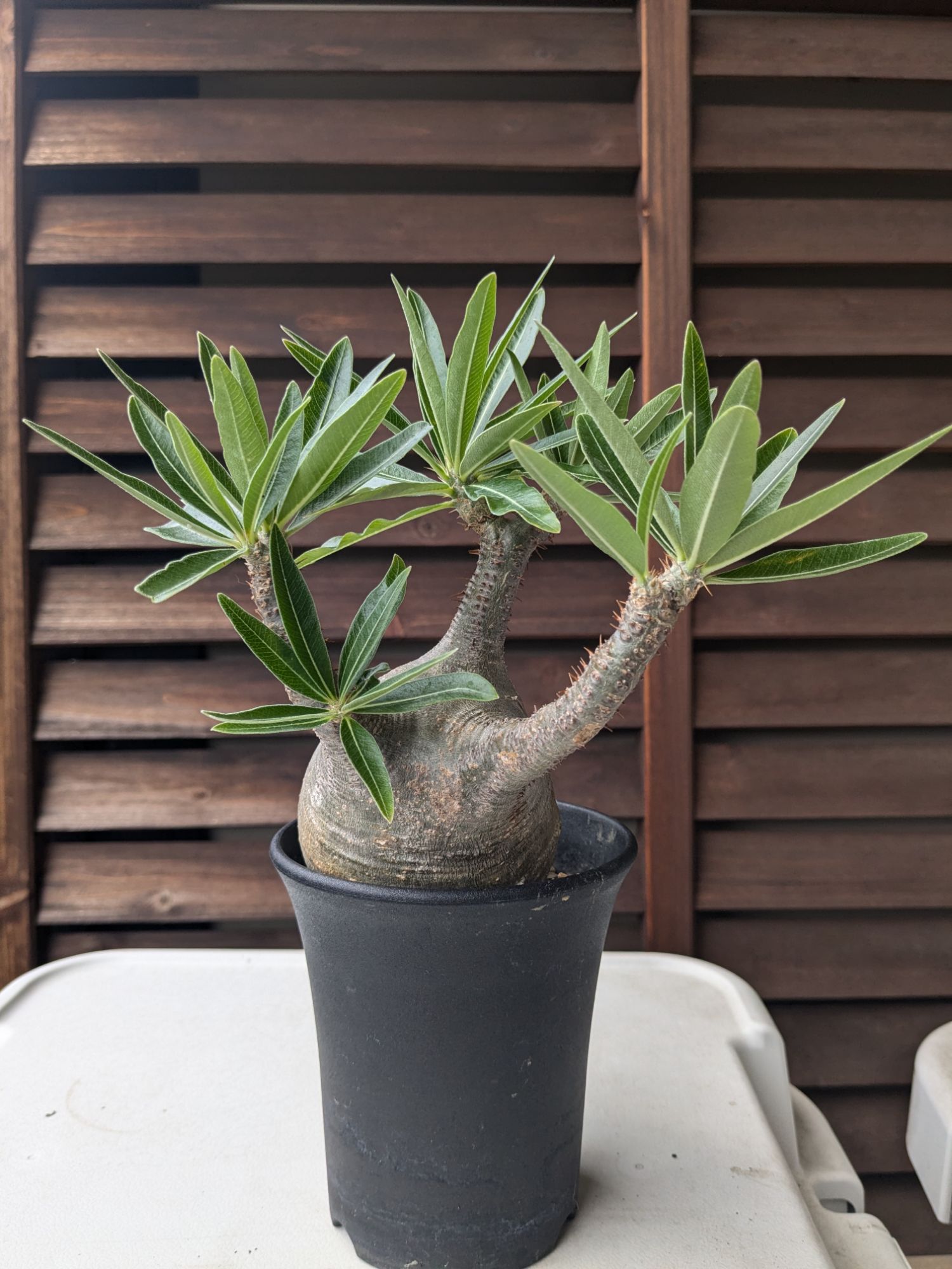 pxl_20241017_0608249388574473359635595183