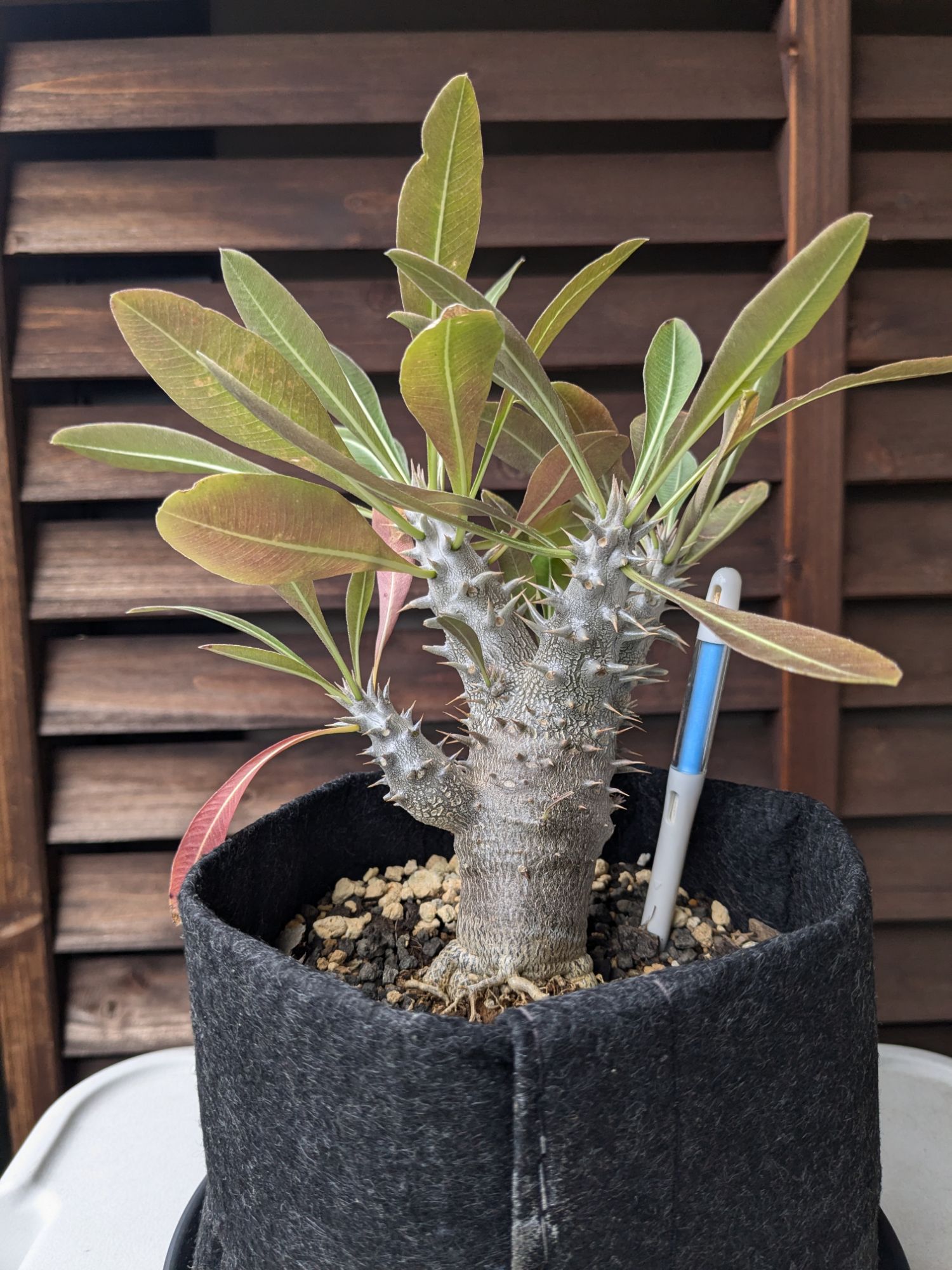 pxl_20241120_0018449526209139101140934679