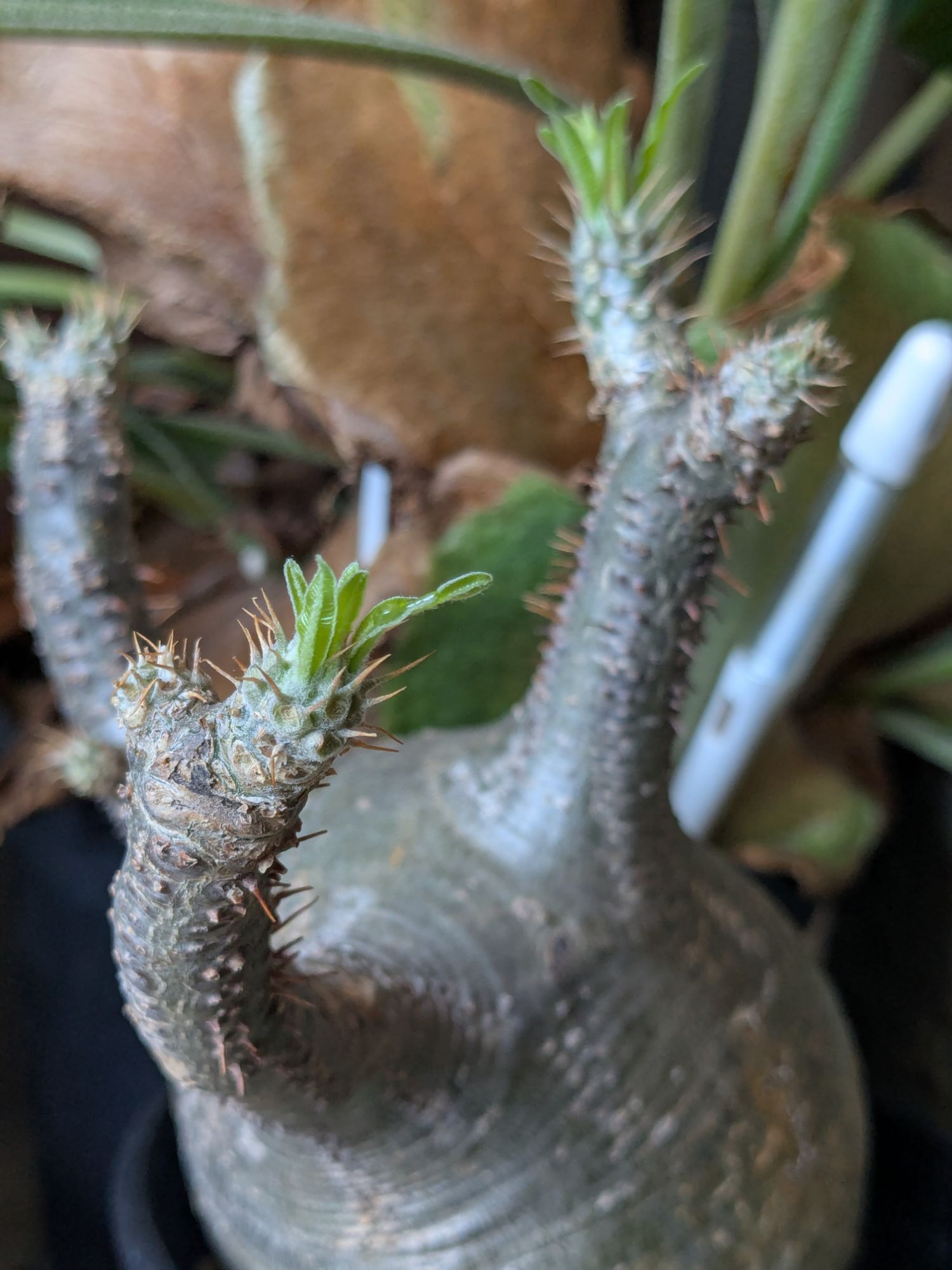 pxl_20250322_0256262386880085629060522508