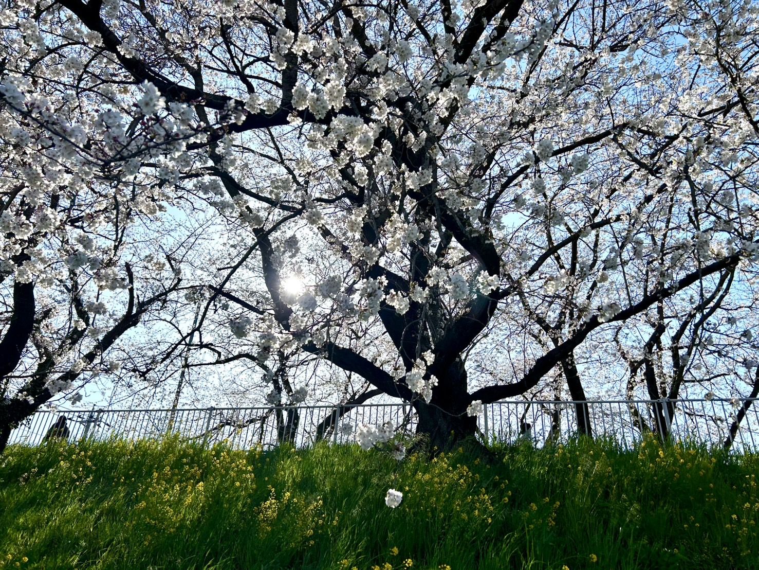 17439253060666416196678663438274