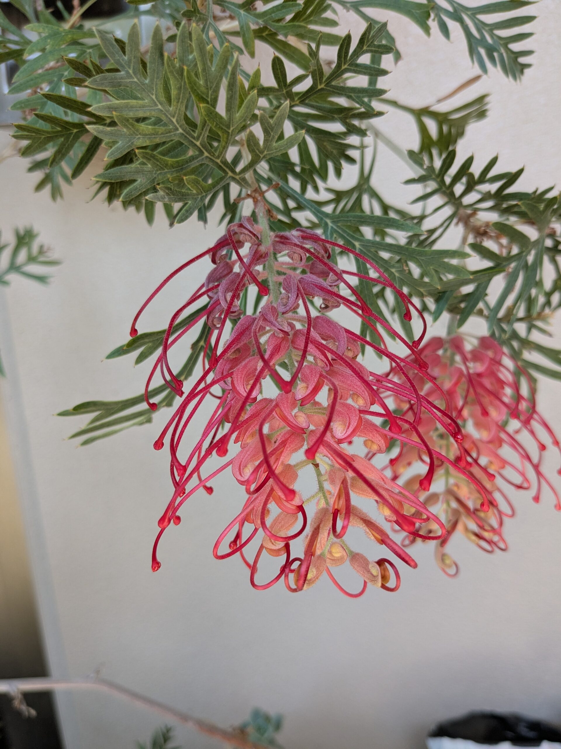 PXL_20250605_054640306