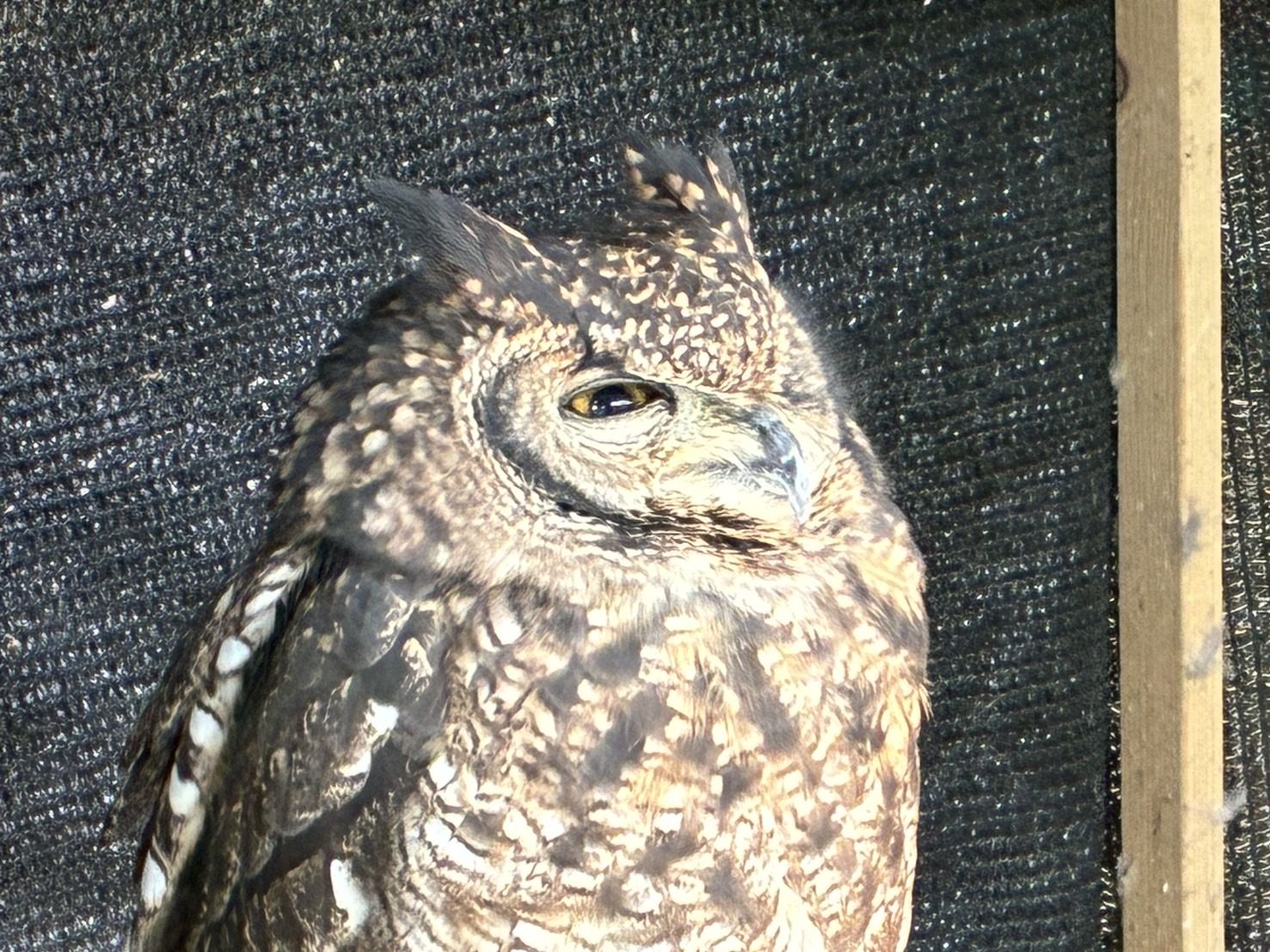 17650266769283160311412674350339