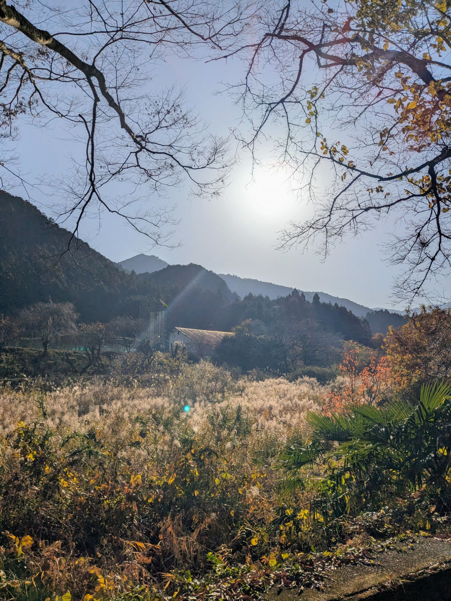 pxl_20251130_051603812~2446033326947357739.