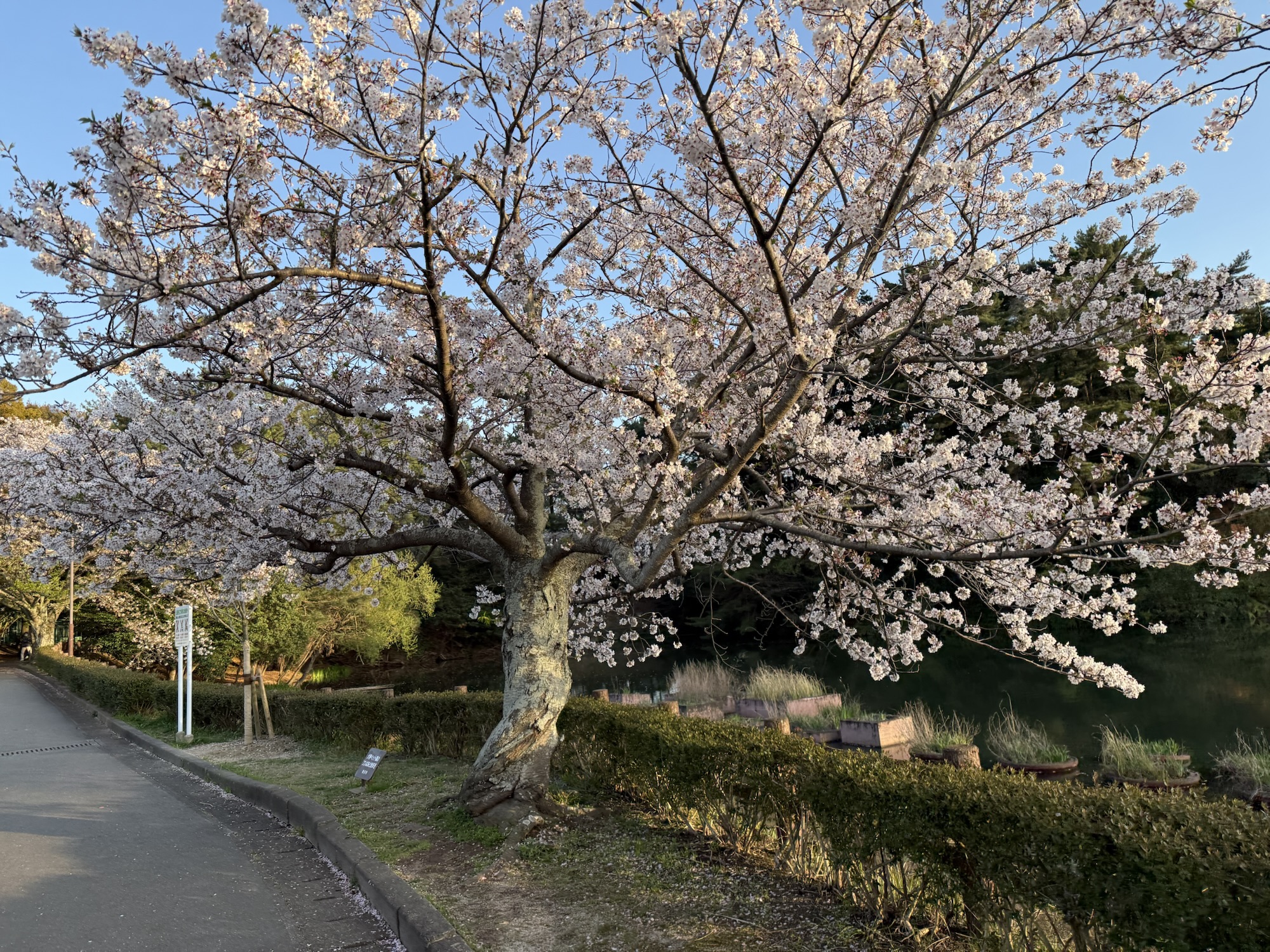 img_0233.jpg